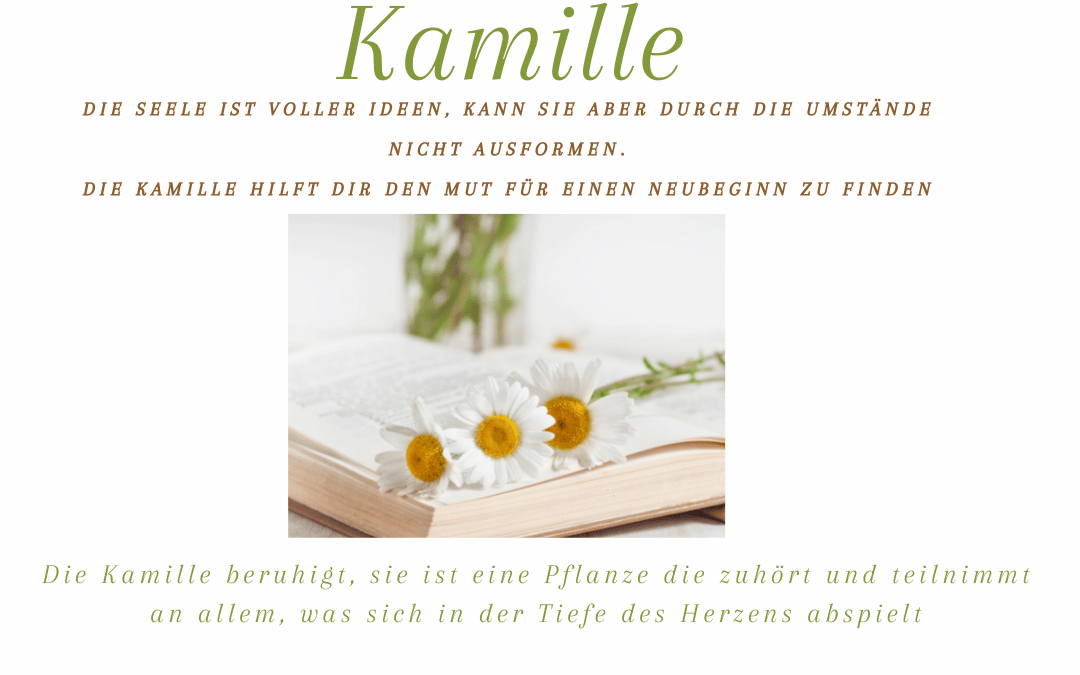 Kamille