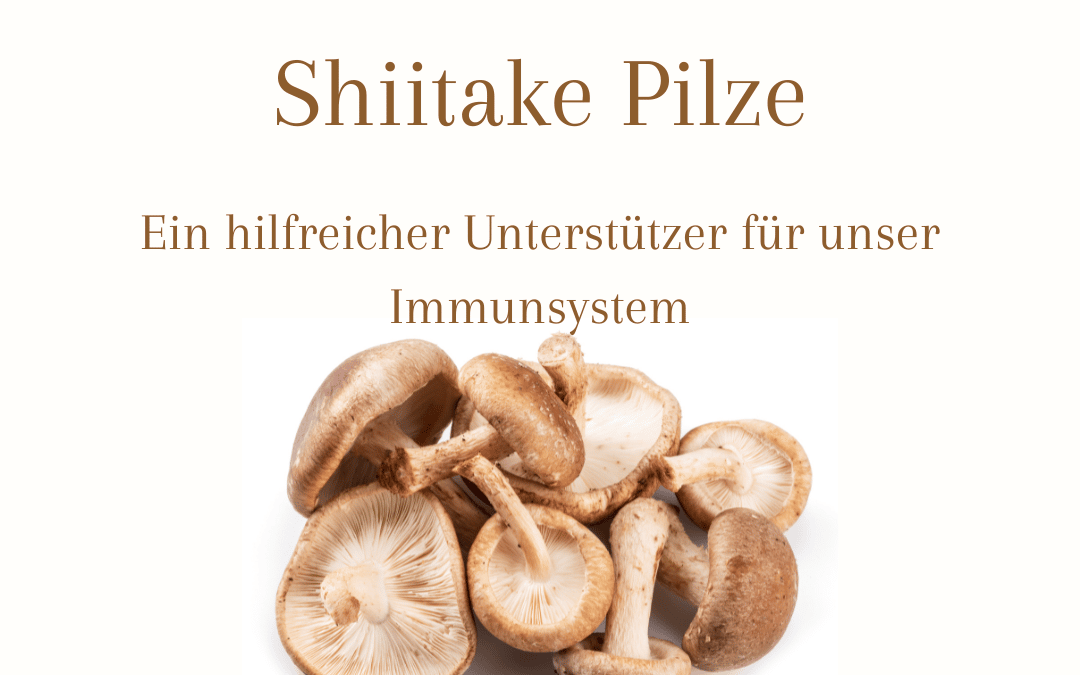 Shiitake Pilz